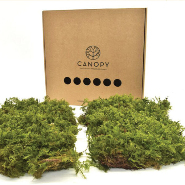 Canopy - Preserved Fern Moss - Image 4