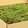 Canopy - Preserved Fern Moss - Image 3