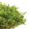 Canopy - Preserved Fern Moss - Image 2
