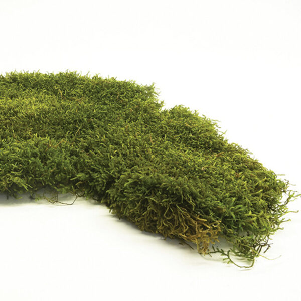 Canopy - Preserved Long Moss - Image 2